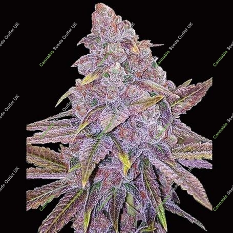Sherbert Dab Feminized Marijuana Strain by Big Head Seeds For Sale Online at Cannabis Seeds Outlet
