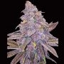 Sherbert Dab Feminized Marijuana Strain by Big Head Seeds For Sale Online at Cannabis Seeds Outlet