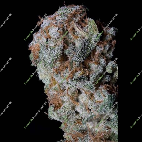 Sherbert Glue Feminized Marijuana Strain by Big Head Seeds For Sale Online at Cannabis Seeds Outlet