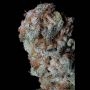 Sherbert Glue Feminized Marijuana Strain by Big Head Seeds For Sale Online at Cannabis Seeds Outlet