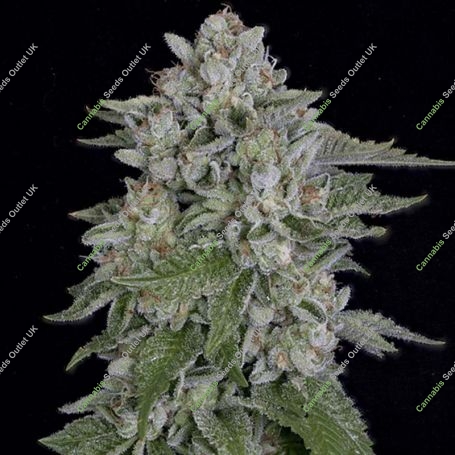 Skywalka Cookies Feminized Marijuana Strain by Big Head Seeds For Sale Online at Cannabis Seeds Outlet