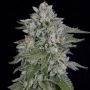 Skywalka Cookies Feminized Marijuana Strain by Big Head Seeds For Sale Online at Cannabis Seeds Outlet