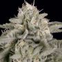Skywalka Ghost Kush Fem Bighead Cannabis Seeds