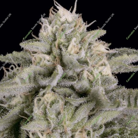 Skywalka Ghost Kush Feminized Marijuana Strain by Big Head Seeds For Sale Online at Cannabis Seeds Outlet