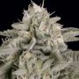 Skywalka Ghost Kush Feminized Marijuana Strain by Big Head Seeds For Sale Online at Cannabis Seeds Outlet