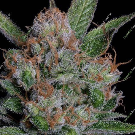Sour Diesel Feminized Marijuana Strain by Big Head Seeds For Sale Online at Cannabis Seeds Outlet