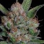 Sour Diesel Feminized Marijuana Strain by Big Head Seeds For Sale Online at Cannabis Seeds Outlet