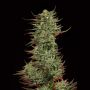 Strawberry Banana Female Bighead Cannabis Seeds