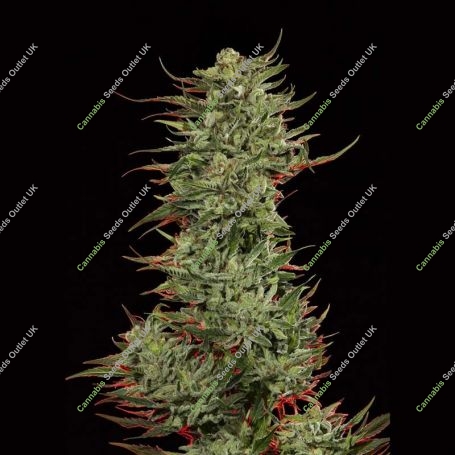 Strawberry Banana Feminized Marijuana Strain by Big Head Seeds For Sale Online at Cannabis Seeds Outlet