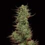 Strawberry Banana Feminized Marijuana Strain by Big Head Seeds For Sale Online at Cannabis Seeds Outlet
