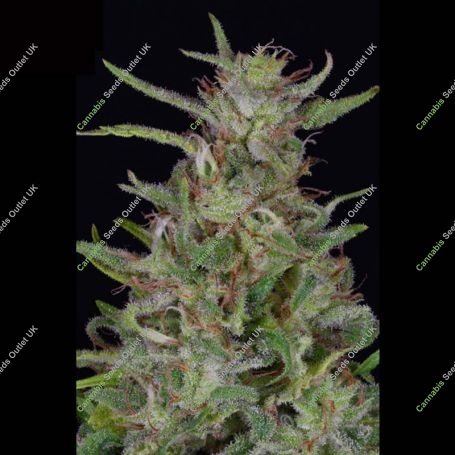 Tangie Feminized Marijuana Strain by Big Head Seeds For Sale Online at Cannabis Seeds Outlet