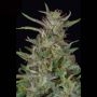 Tangie Feminized Marijuana Strain by Big Head Seeds For Sale Online at Cannabis Seeds Outlet