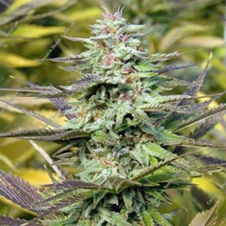 THC Pro Feminized Marijuana Strain by Big Head Seeds For Sale Online at Cannabis Seeds Outlet