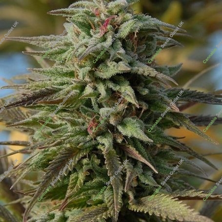Trippy Gorilla Auto Feminized Marijuana Strain by Big Head Seeds For Sale Online at Cannabis Seeds Outlet