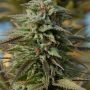 Trippy Gorilla Auto Feminized Marijuana Strain by Big Head Seeds For Sale Online at Cannabis Seeds Outlet