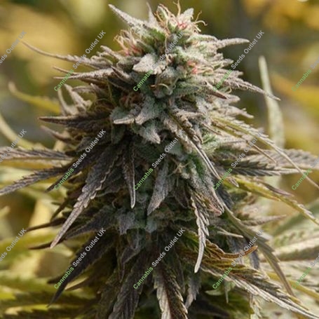 Trippy Gorilla Feminized Marijuana Strain by Big Head Seeds For Sale Online at Cannabis Seeds Outlet