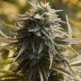 Trippy Gorilla Feminized Marijuana Strain by Big Head Seeds For Sale Online at Cannabis Seeds Outlet