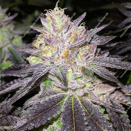 Wedding Cake Feminized Marijuana Strain by Big Head Seeds For Sale Online at Cannabis Seeds Outlet