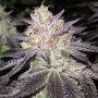 Wedding Cake Feminized Marijuana Strain by Big Head Seeds For Sale Online at Cannabis Seeds Outlet