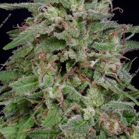 White Widow Feminized Marijuana Strain by Big Head Seeds For Sale Online at Cannabis Seeds Outlet