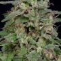 White Widow Feminized Marijuana Strain by Big Head Seeds For Sale Online at Cannabis Seeds Outlet