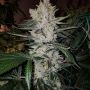 Zkittelz Feminized Marijuana Strain by Big Head Seeds For Sale Online at Cannabis Seeds Outlet