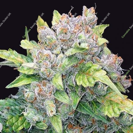 Gelato Auto Feminized Marijuana Strain by Black Skull Seeds For Sale Online at Cannabis Seeds Outlet