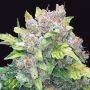 Gelato Auto Feminized Marijuana Strain by Black Skull Seeds For Sale Online at Cannabis Seeds Outlet