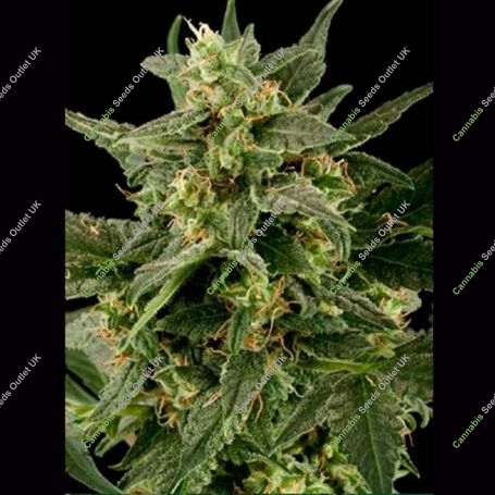 Pineapple Gum Auto Feminized Marijuana Strain by Black Skull Seeds For Sale Online at Cannabis Seeds Outlet