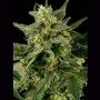 Pineapple Gum Auto Feminized Marijuana Strain by Black Skull Seeds For Sale Online at Cannabis Seeds Outlet
