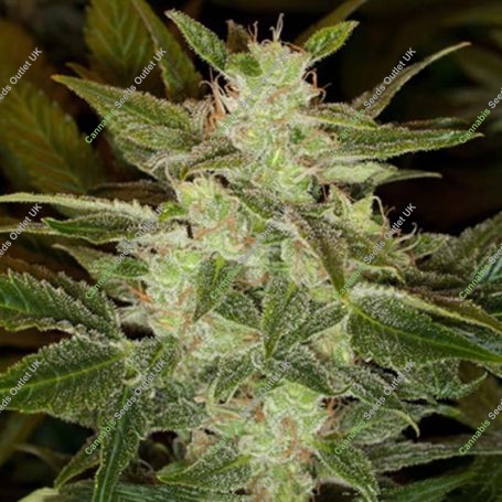 Speed Haze Auto Feminized Marijuana Strain by Black Skull Seeds For Sale Online at Cannabis Seeds Outlet