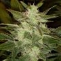 Speed Haze Auto Feminized Marijuana Strain by Black Skull Seeds For Sale Online at Cannabis Seeds Outlet
