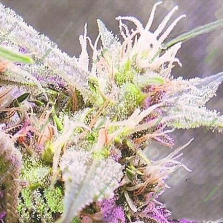 Stardawg Auto Feminized Marijuana Strain by Black Skull Seeds For Sale Online at Cannabis Seeds Outlet