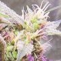 Stardawg Auto Feminized Marijuana Strain by Black Skull Seeds For Sale Online at Cannabis Seeds Outlet