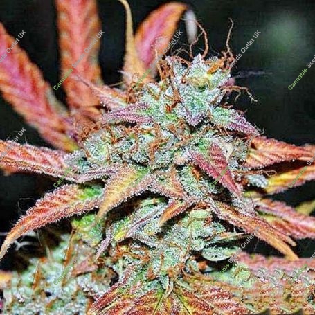 Zkittlez Auto Feminized Marijuana Strain by Black Skull Seeds For Sale Online at Cannabis Seeds Outlet
