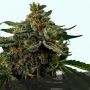 Bruce Banner Feminized Marijuana Strain by Black Skull Seeds For Sale Online at Cannabis Seeds Outlet
