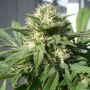 Bubble Bud Female Black Skull Cannabis Seeds