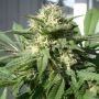 Bubble Bud Feminized Marijuana Strain by Black Skull Seeds For Sale Online at Cannabis Seeds Outlet