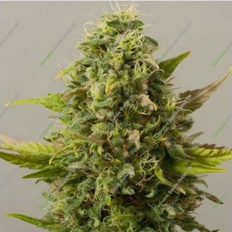 Critical Ryder Auto Feminized Marijuana Strain by Black Skull Seeds For Sale Online at Cannabis Seeds Outlet