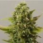 Critical Ryder Auto Feminized Marijuana Strain by Black Skull Seeds For Sale Online at Cannabis Seeds Outlet