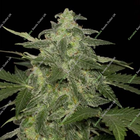 Diesel-Matic Feminized Marijuana Strain by Black Skull Seeds For Sale Online at Cannabis Seeds Outlet