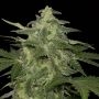 Diesel-Matic Feminized Marijuana Strain by Black Skull Seeds For Sale Online at Cannabis Seeds Outlet