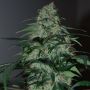 Five-O Fem Feminized Black Skull Cannabis Seeds