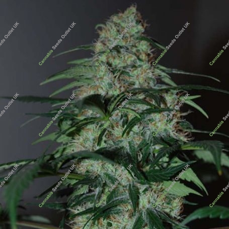 Five-O Feminized Marijuana Strain by Black Skull Seeds For Sale Online at Cannabis Seeds Outlet
