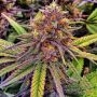 Gelato Feminized Marijuana Strain by Black Skull Seeds For Sale Online at Cannabis Seeds Outlet