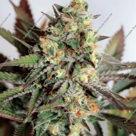 Girl Scout Cookies Feminized Marijuana Strain by Black Skull Seeds For Sale Online at Cannabis Seeds Outlet