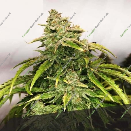Gorilla Glue Feminized Marijuana Strain by Black Skull Seeds For Sale Online at Cannabis Seeds Outlet