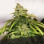 Gorilla Glue Feminized Marijuana Strain by Black Skull Seeds For Sale Online at Cannabis Seeds Outlet