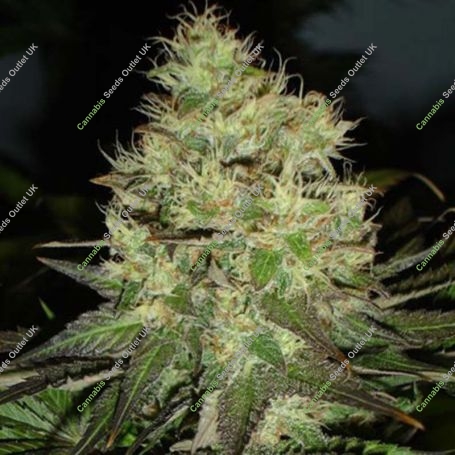 Jack Herer Feminized Marijuana Strain by Black Skull Seeds For Sale Online at Cannabis Seeds Outlet