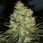 Jack Herer Feminized Marijuana Strain by Black Skull Seeds For Sale Online at Cannabis Seeds Outlet